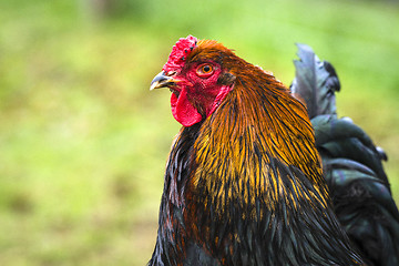 Image showing Rooster in beautiful colors on a green background