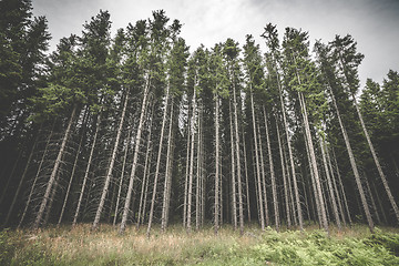 Image showing Tall pine tree forest with spooky withered branches 