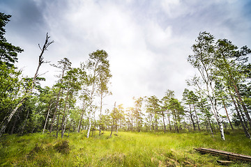 Image showing Sun shining through the trees in a clearing