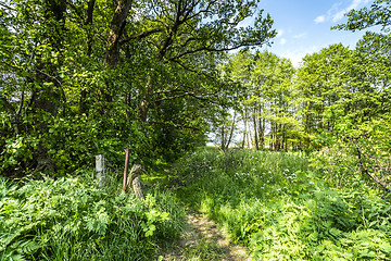 Image showing Green nature in the spring with colorful trees