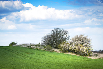 Image showing Green meadow in the spring