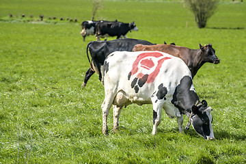 Image showing Holstein Frieser cow with the danish ecology stamp