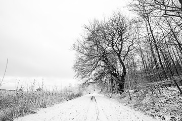 Image showing Winter landscape in black and white with trees