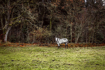 Image showing White horse on a field with a fence