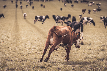 Image showing Hereford calf running and jumping