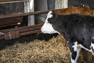 Image showing Calf chewing on a straw in a stable