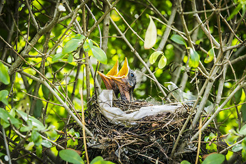 Image showing Newborn blackbirds in a birdnest