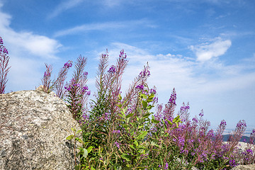 Image showing Purple wildflowers in the mountains