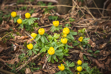 Image showing Eranthis flowers in yellow color blooming