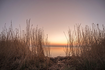 Image showing Rushes by a lake in the sunrise