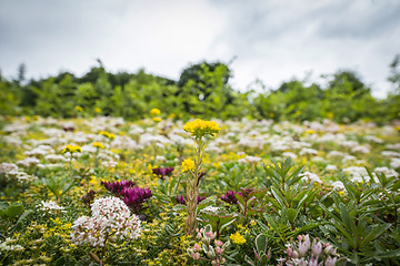 Image showing Meadow with a variety of colorful flowers