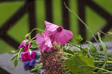 Image showing Pink flowers in a garden on a rainy day