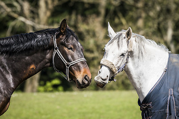 Image showing Brown and white horses standing close