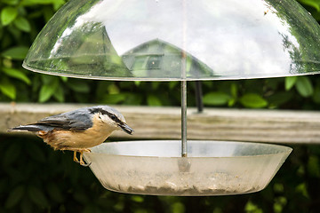 Image showing Nuthatch bird (Sitta Europaea) on a feeding board