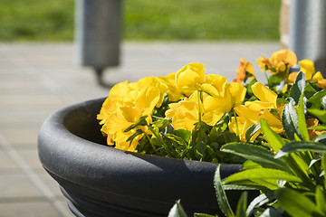 Image showing Viola tricolor flowers in yellow on terrace