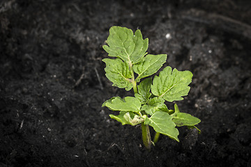 Image showing Green plant growing in dark soil