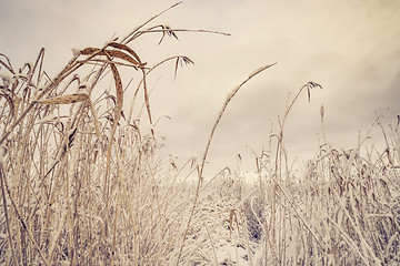 Image showing Frozen rushes covered with frost and snow