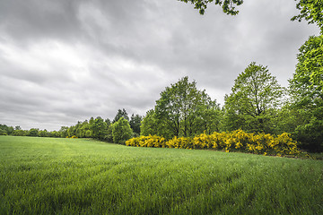 Image showing Landscape with green fields and yellow broom bushes
