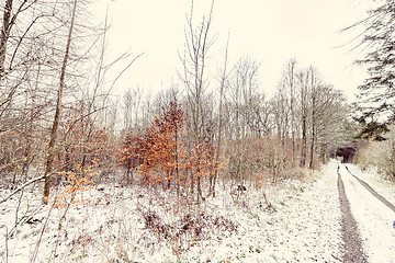 Image showing Beech trees in the winter with colorful orange leaves