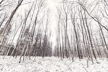 Image showing Barenaked trees in a forest covered in snow