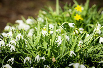 Image showing Many snowdrop flowers in a garden in April