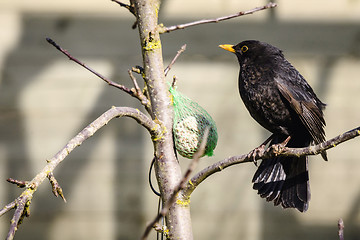 Image showing Blackbird sitting on a branch next to a birdfeeder