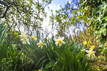 Image showing Daffodil flowers in white colors