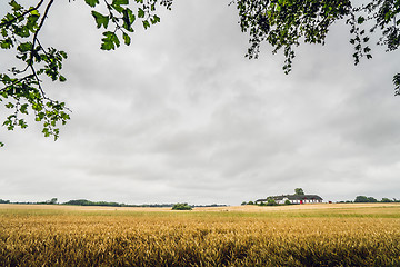 Image showing Golden grain on a rural field in cloudy weather