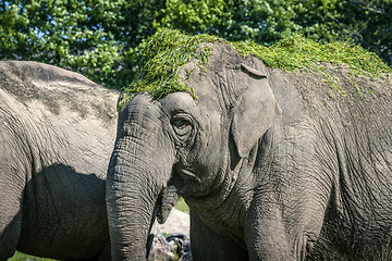 Image showing Elephant eating with green grass on the head