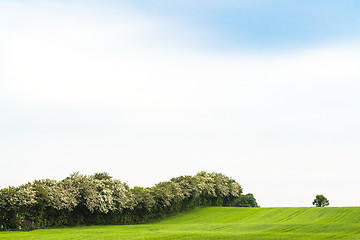 Image showing Landscape with blooming trees in the spring