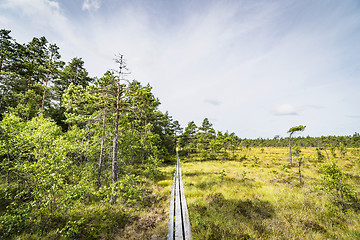 Image showing Wooden nature trail going through the wilderness