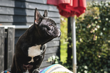 Image showing French bulldog puppy sitting in a garden