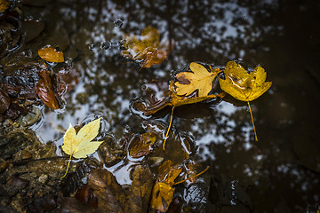Image showing Autumn leaves in warm colors