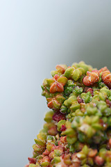 Image showing Macro of red star-shaped quinoa flower