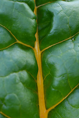 Image showing Rainbow chard leaf with bright yellow stalk