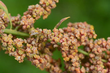 Image showing Yellow and orange flowers on a mature quinoa plant