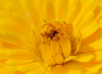 Image showing Yellow calendula petals with red tips 