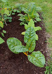 Image showing Row of Swiss chard plants with yellow stalks