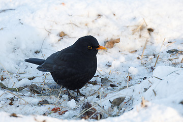 Image showing male of Common blackbird bird on snowy ground