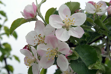 Image showing Close up of fruit flowers in the earliest springtime