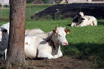 Image showing Cows grazing in scenic summer fields