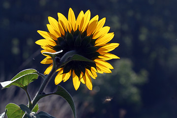 Image showing Sun flower