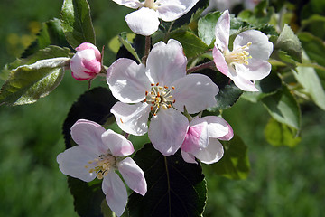 Image showing Close up of fruit flowers in the earliest springtime