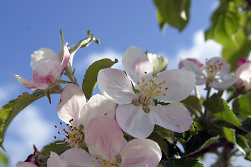 Image showing Close up of fruit flowers in the earliest springtime