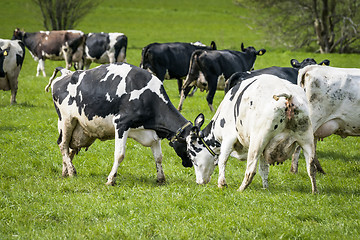 Image showing Cattle on grass in the spring playing around
