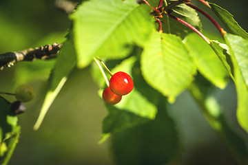 Image showing Two red cherry berries on a tree