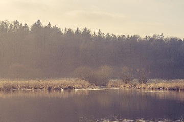 Image showing Two swans in an idyllic lake in the morning