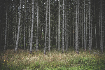 Image showing Spooky dark forest with tall withered trees