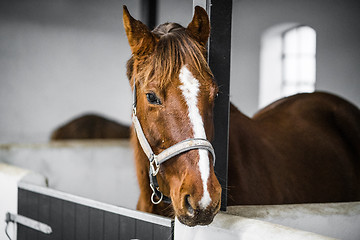 Image showing Brown horse with a grime in a white stable