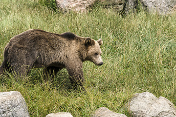 Image showing Brown bear on a green meadow in the spring